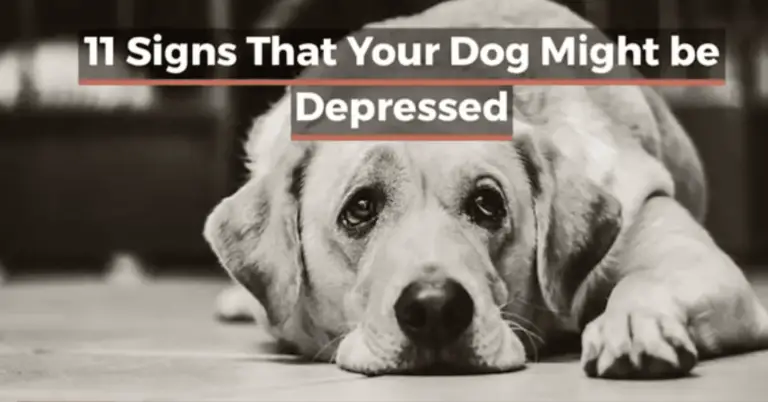 Signs that your Dog is Depressed