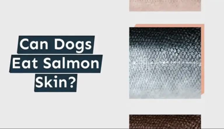 Can dogs eat salmon skin