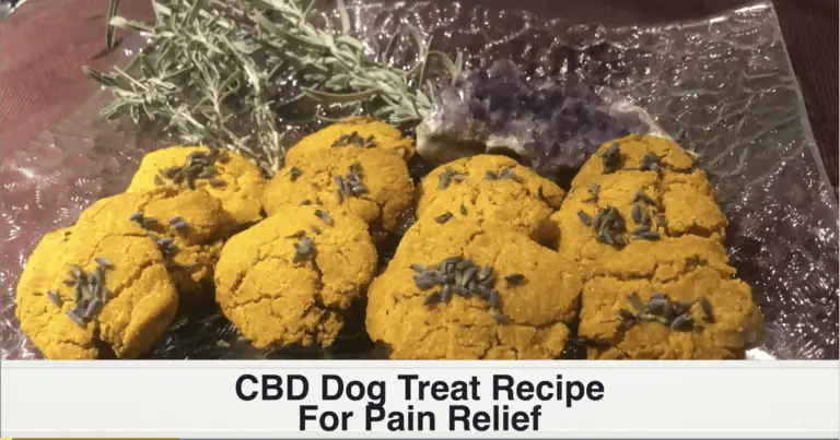 dog cookies on a glass plate - title reads CBD dog treat recipe for pain relief