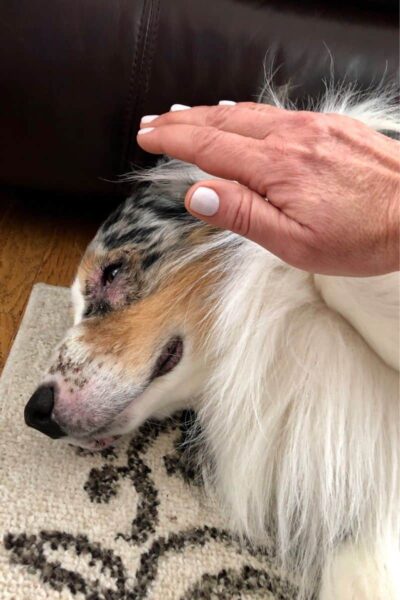 Choosing a Reiki Practitioner for your Dog