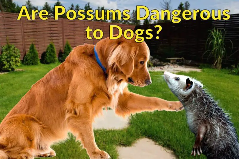Dog looking at a Possum. Title reads Are possums dangerous to dogs