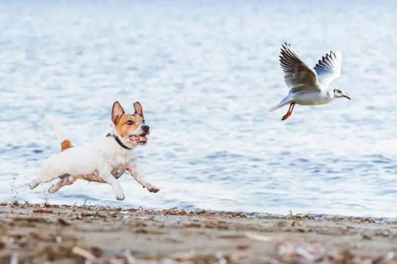 Terrier chasing a bird showing the dogs prey drive