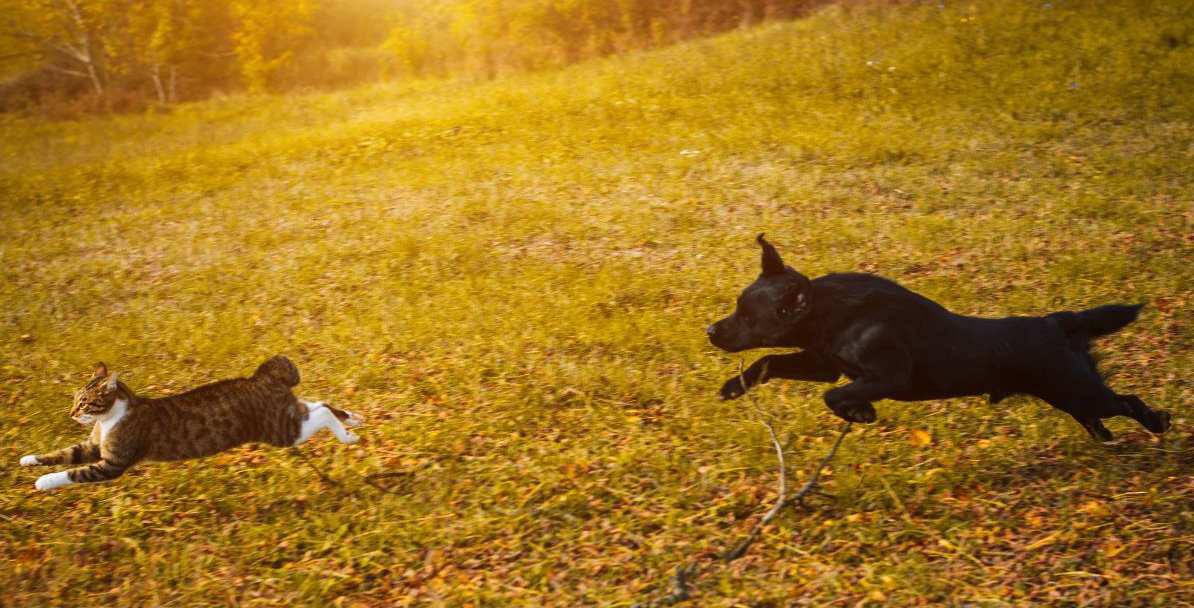 dog chasing a cat showing the Prey Drive in dogs