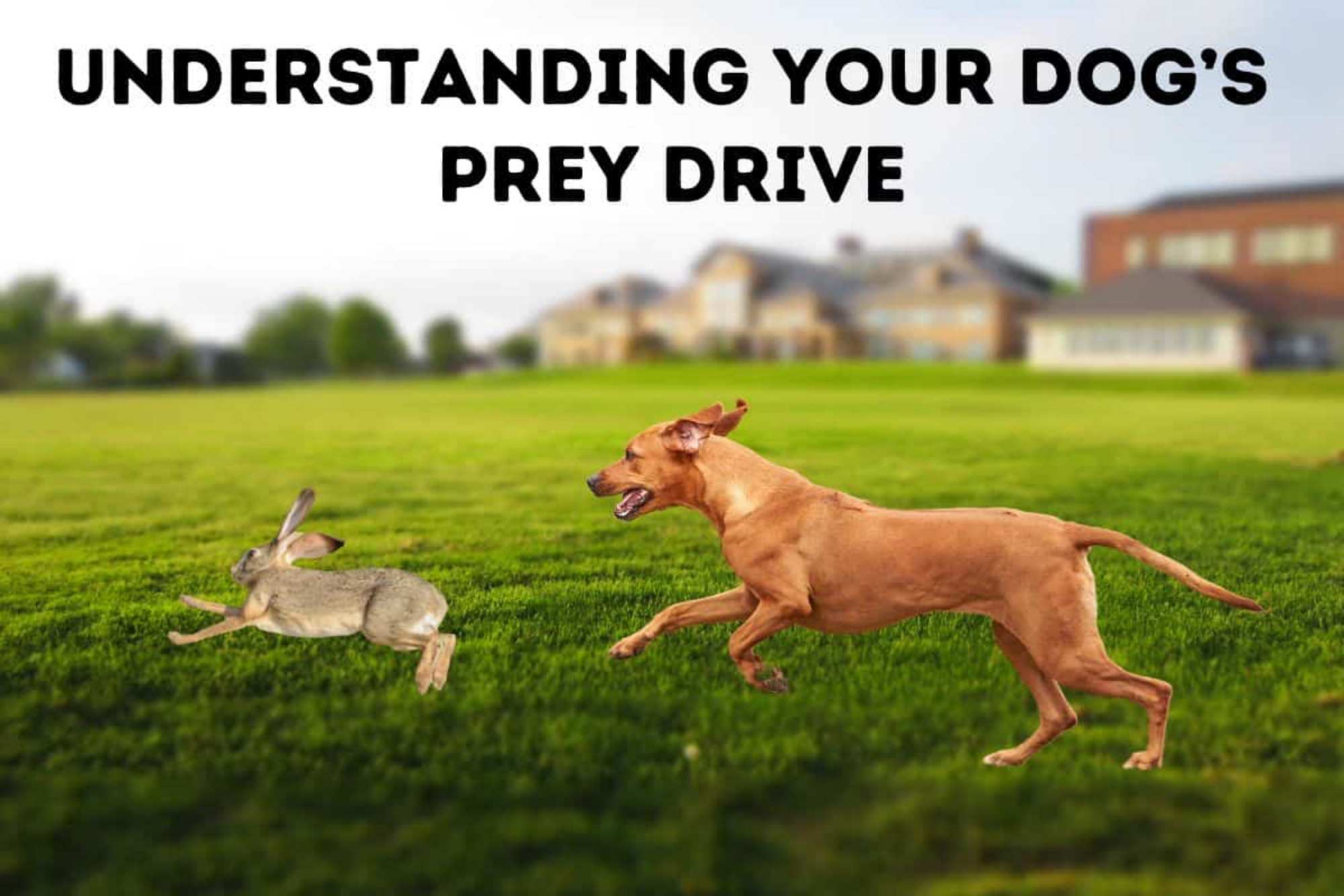 dog chasing a rabbit. Title reads Understanding Your Dog Prey Drive