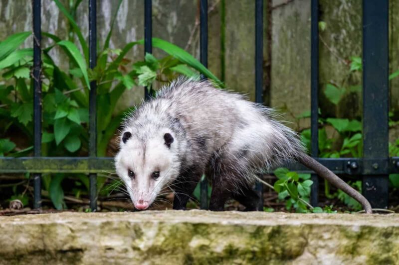 Opossum on a brick wall. Are Possums Dangerous to Dogs?