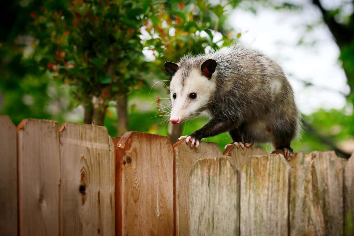 Possum on a fence. Are Possums Dangerous to Dogs?