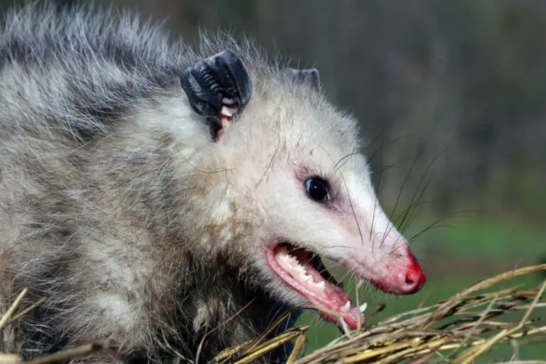 Are Possums Dangerous to Dogs? What you Need to Know | Healing Fur Souls