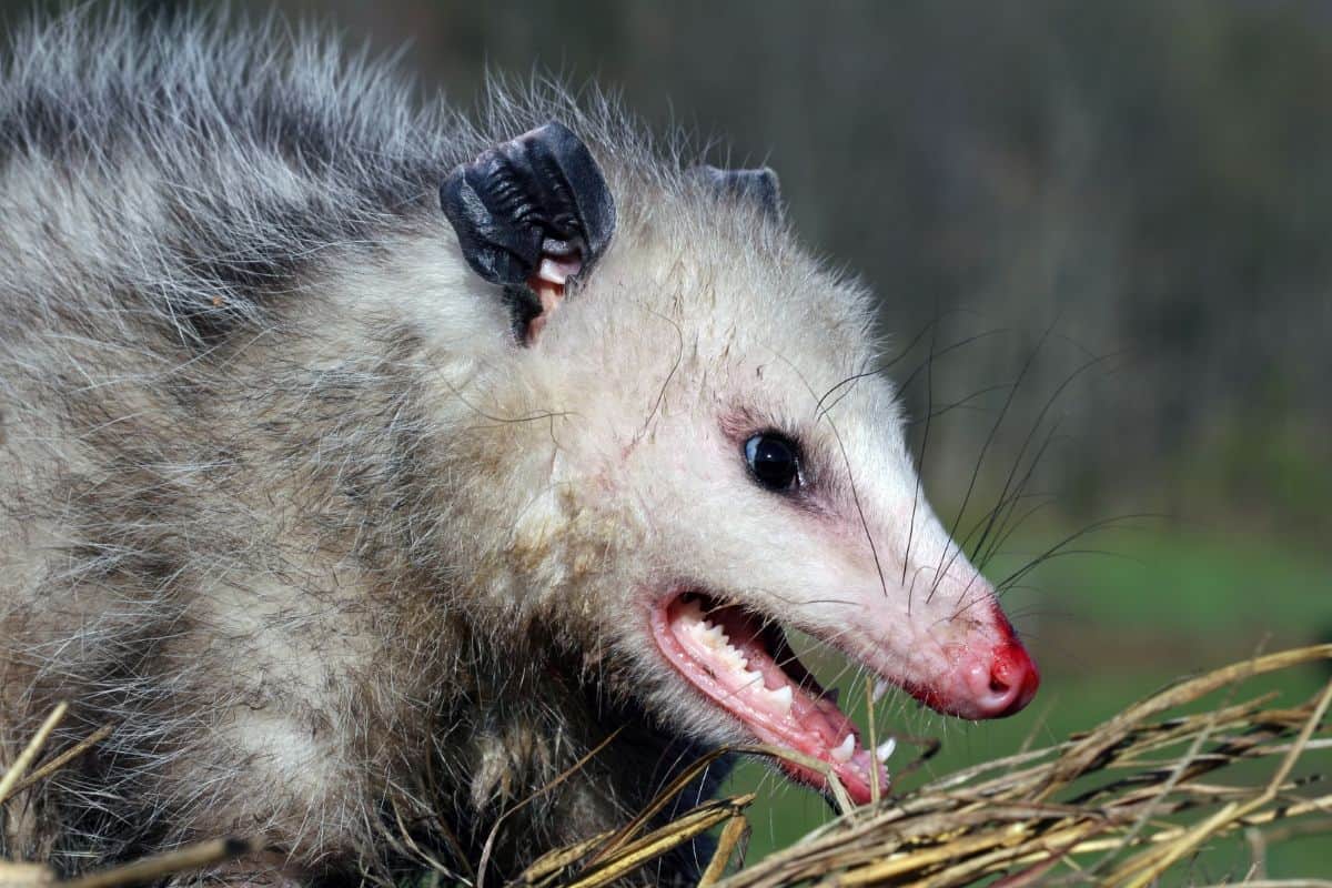 Possum showing its teeth. Are Possums Dangerous to Dogs?