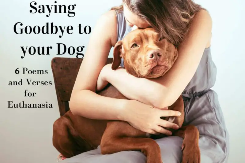 Saying Goodbye to your Dog 6 Poems and Verses for Euthanasia