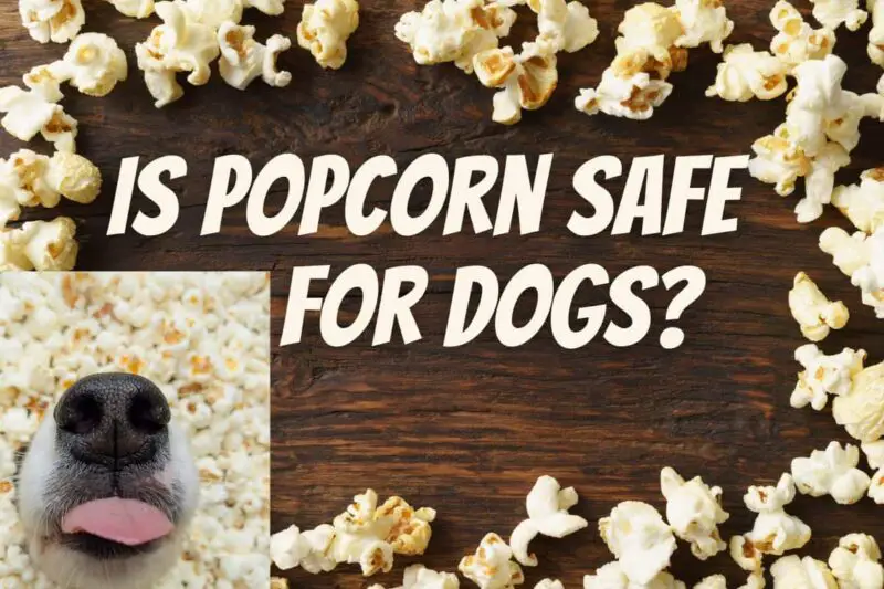 Movie Night Munchies: Is Popcorn Safe for Dogs?