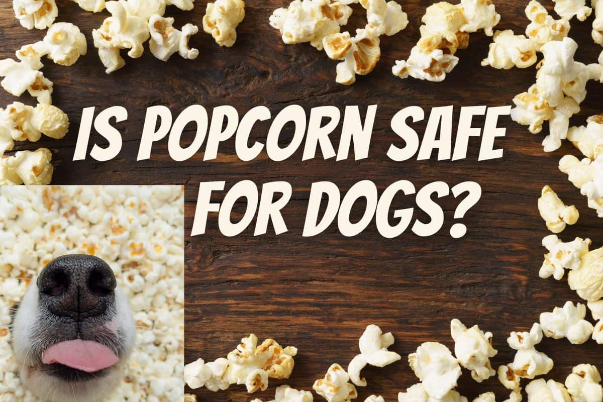 Is Popcorn Safe for Dogs