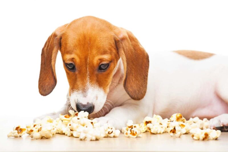 dog eating popcorn. Is Popcorn Safe for Dogs?