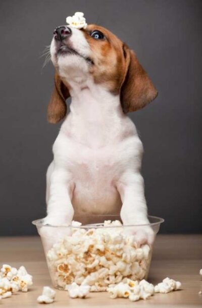 Dog with paws in popcorn. Is Popcorn Safe for Dogs?