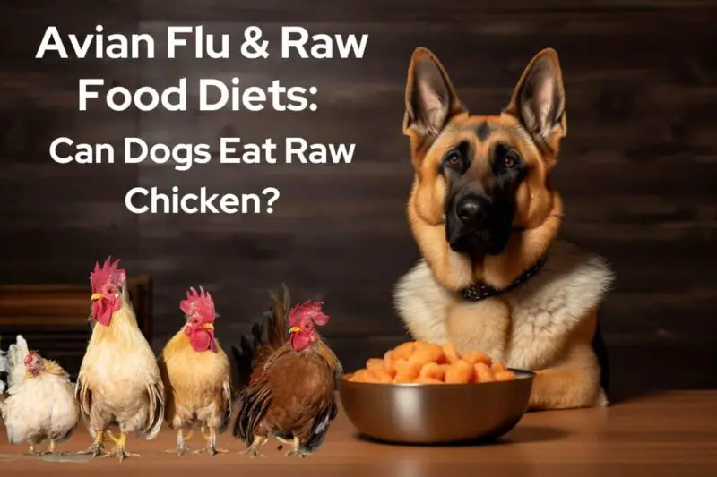 Avian Flu and Raw Food Diets: Can Dogs Eat Raw Chicken?