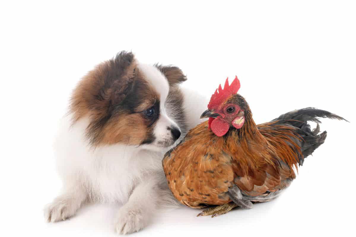 Avian Flu & Raw Food Diets: Can Dogs Eat Raw Chicken?