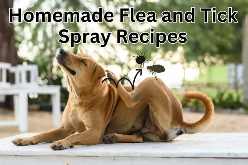dog scratching. Title reads: Homemade Flea and Tick Spray Recipes for Dogs