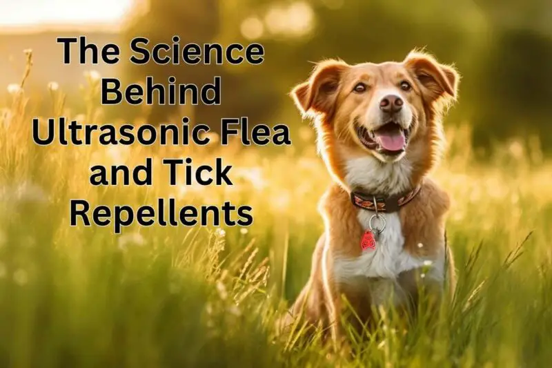 Dog sitting in long grass wearing a Ultrasonic Flea and Tick Repellent. Title reads The Science Behind Ultrasonic Flea and Tick Repellents